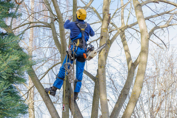 Best Stump Grinding and Removal  in Lebanon, MO